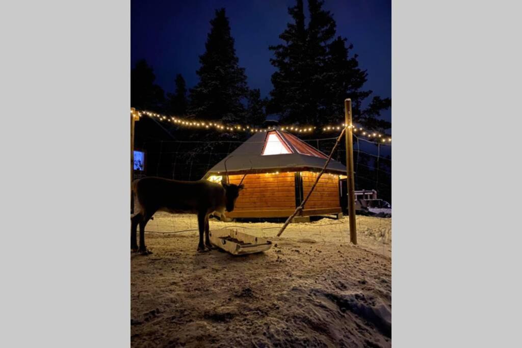 Northernlight cabin with reindeers Kiruna Exterior foto